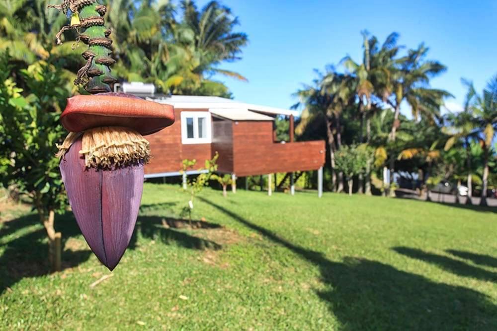 L'Escapade Creole Jacuzzi Privatif Bungalow Ananas Сен-Жозеф Экстерьер фото